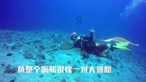 小猫钓鱼开船版最新版下载